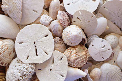 Seashells and Sand Dollars