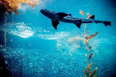 Monterey Bay Aquarium