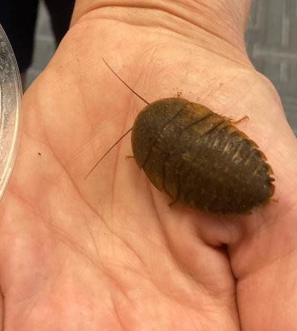 Image of a cave dwelling nymph