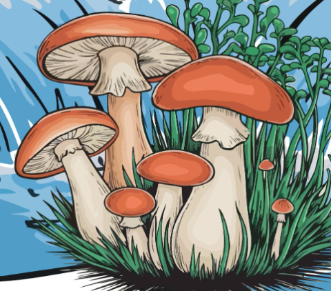 drawn red cap mushrooms in grass