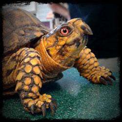 Eastern Box Turtle Photo