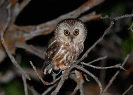 northern saw-whet owl