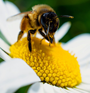 bee on white flower with yellow center