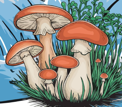 drawn red cap mushrooms in grass